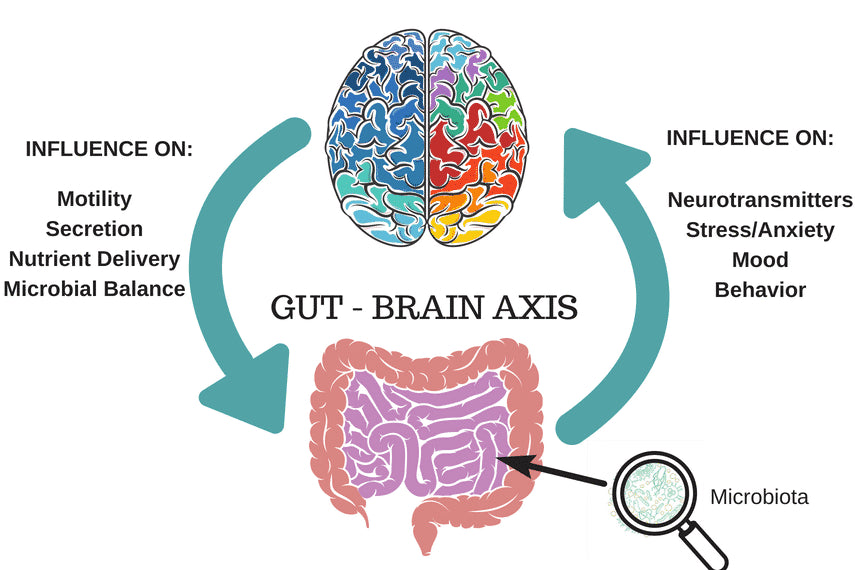 The Gut-Brain Connection: Exploring Microbiomes in ADHD and ASD – Pure ...